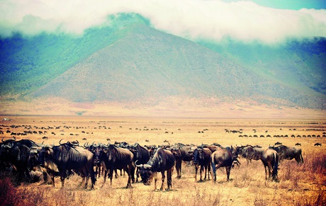 Tanz_Norgoro_Crater_Wilderbeast_2300.jpg
