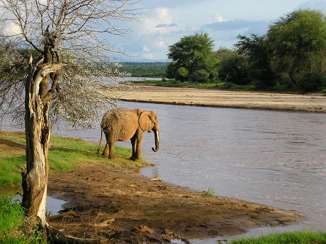 Ready-for-an-afternoon-dip-Samburu-Game-Reserve-Kenya.jpg