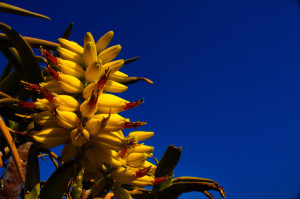 A Flowering beauty! Image by Samantha Williams