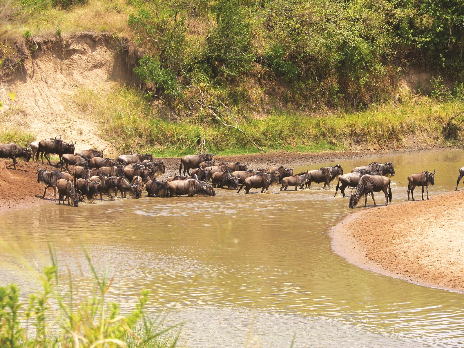 The Magical Mara Without The Migration