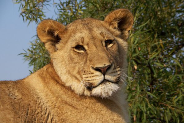 animals-108.jpg