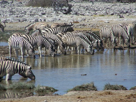 Etosha_resize