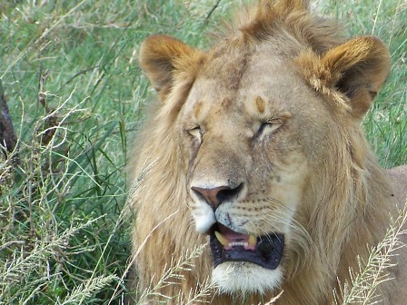 Lion_resize