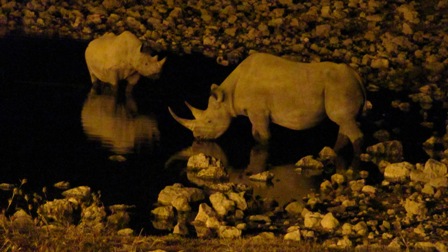 Rhino_resize