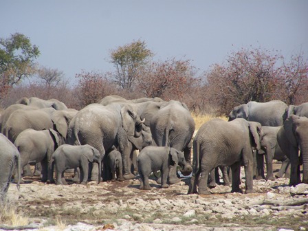 elephants_resize