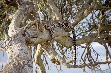Leopard - Resize