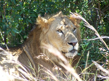 Image by: Michelle Lewis