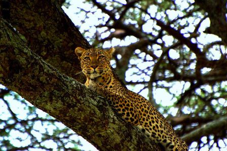 Gareth Clarke (leopard, Serengeti) (1)