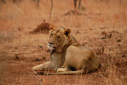 Ani_SA_Kruger_Lion_ICY_0460