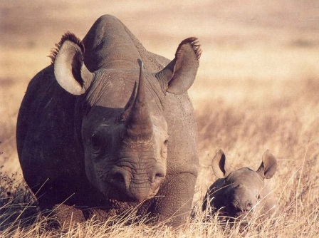 Finding that magical wildlife wow, regardless of any guarantee!