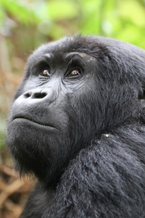 "Look into my eyes, look into my eyes..." It's a sure fire bet that you'll be mesmerised by the Silverback and his band, and not forgetting the playful antics of the younger members. Come with us to Uganda for an hour of memories that will last a lifetime!