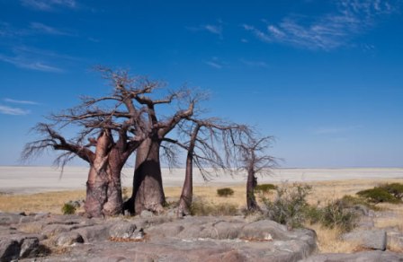 Image from: roarafrica.com