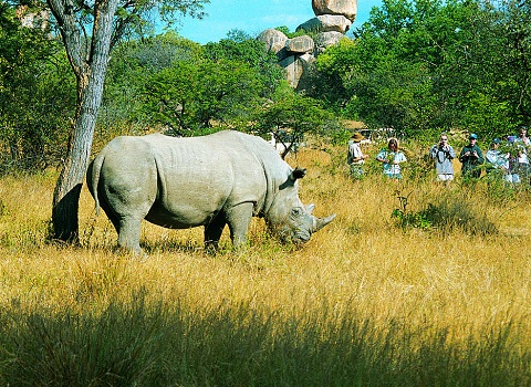 Zim Matobo Rhino pax