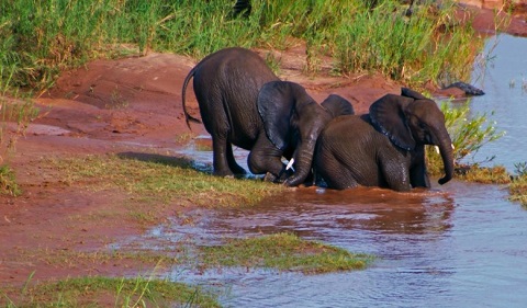 dd chobe river