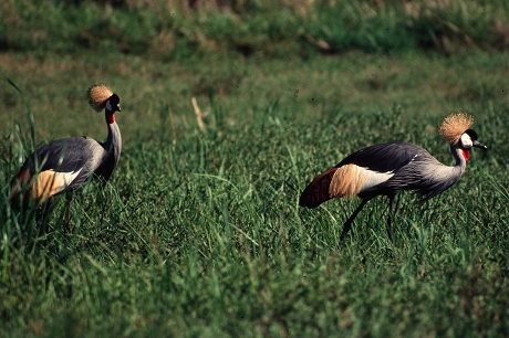Bird_crowned_crane (2)