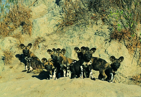 Wild_Dog_Pups_VFG5-1