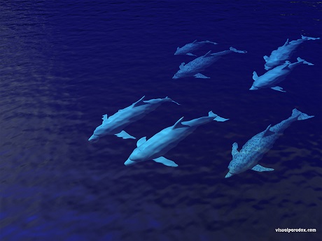 dolphinpod800
