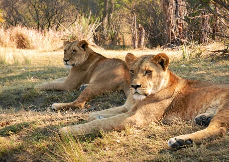 Lion_Zambia_Liv_0314