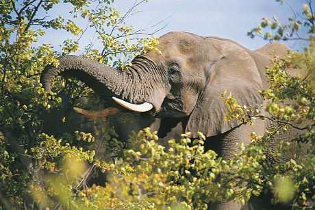 Elephant_2.jpg