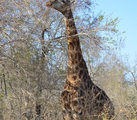 Kruger-National-Park.jpg