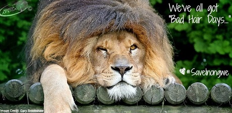 Lion, bad hair day challenge, #SaveInongwe Campaign