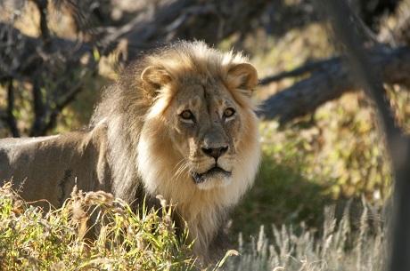 Black maned Kalahari lion, Kgalagadi Transfrontier Park (c) South Africa Tourism