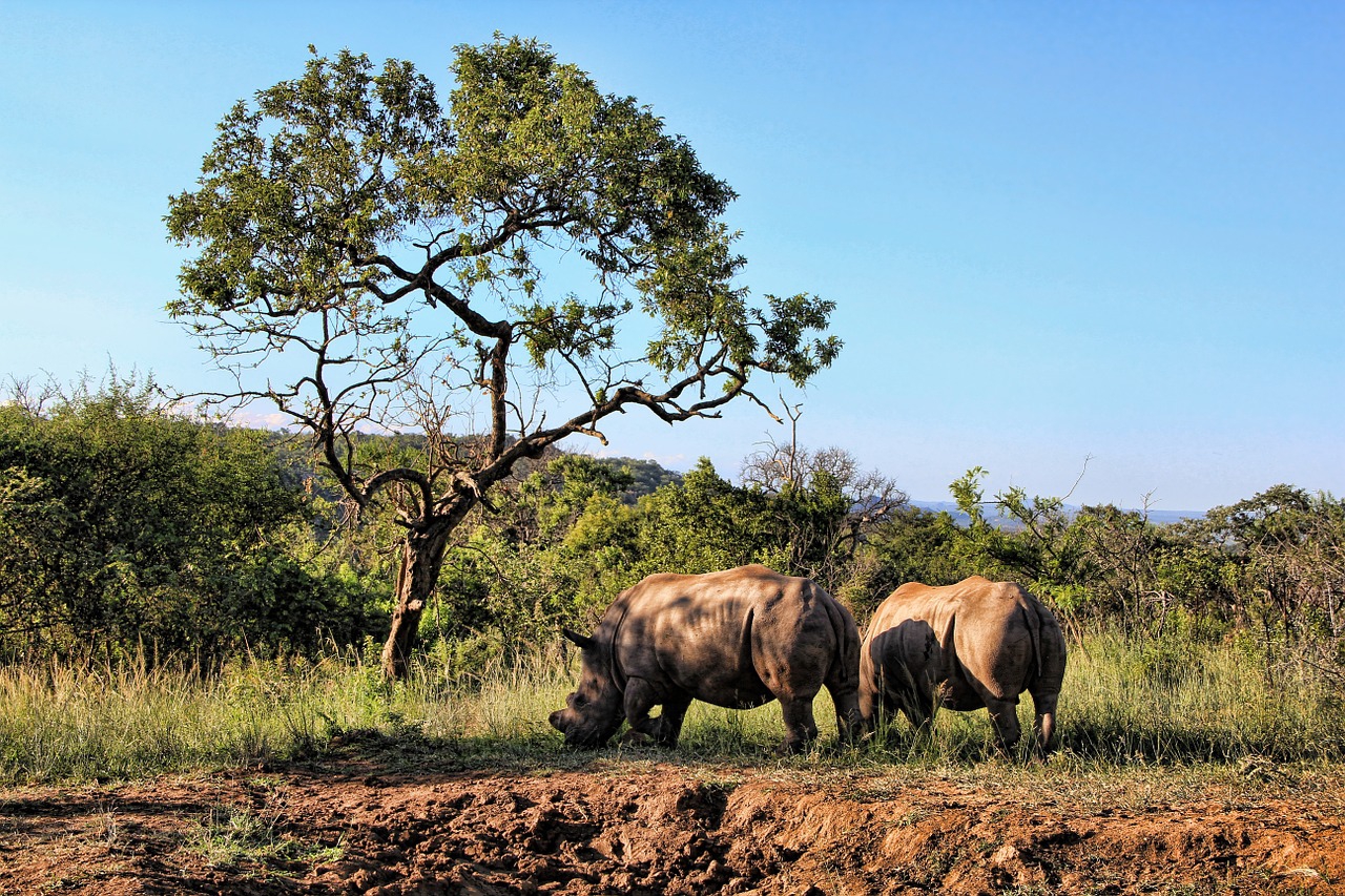 The Perfect Time For A Safari