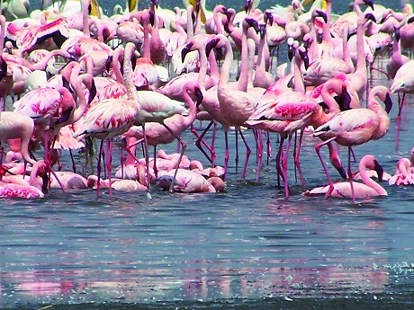 Ken_Flamingoes-V2__1438.jpg