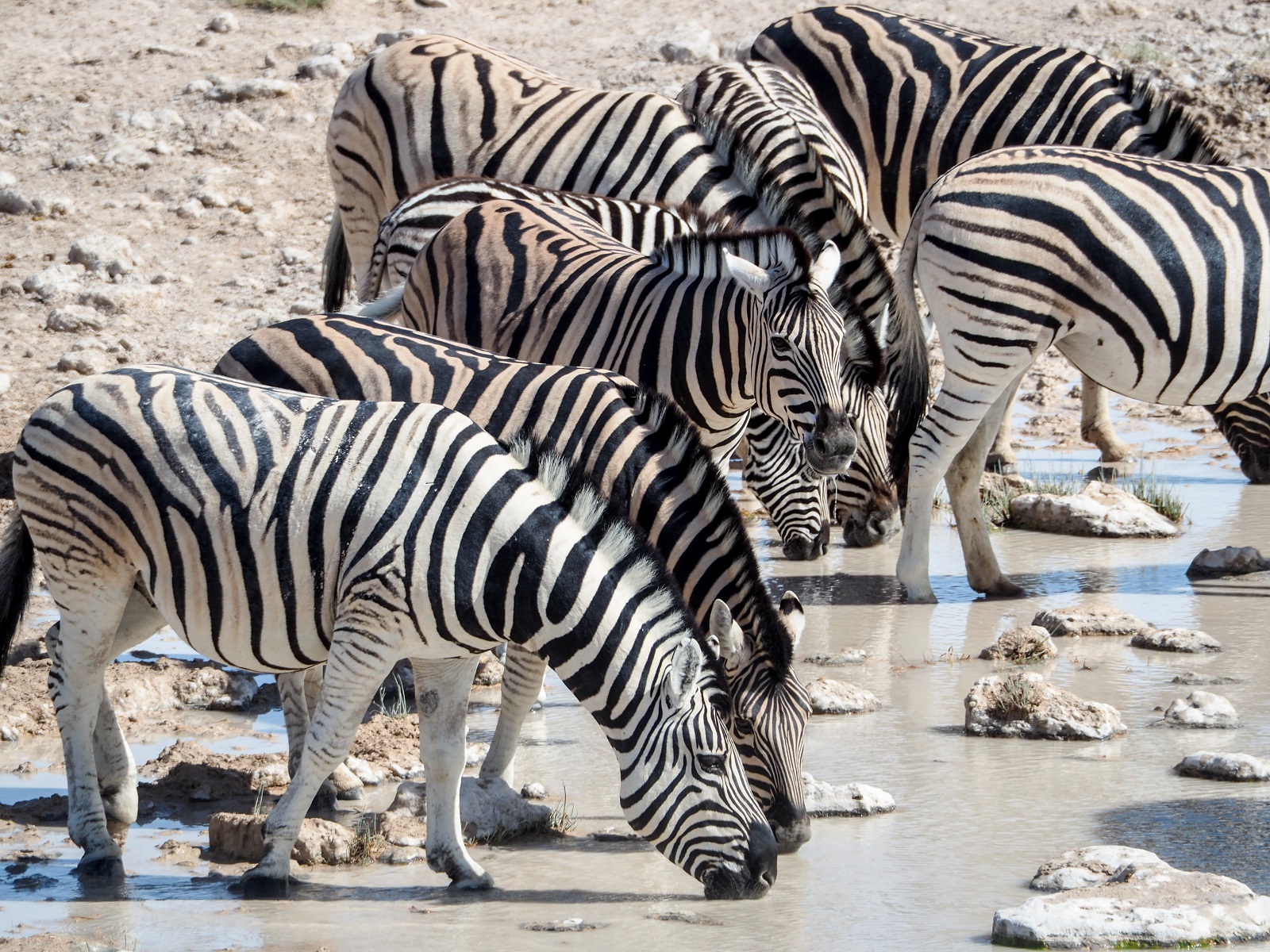 Wildlife Spotting in Etosha National Park
