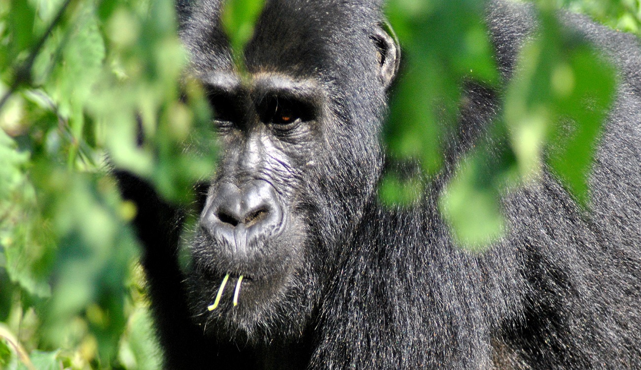 Trekking the Mountain Gorilla’s – An Adventure Of A Life Time!
