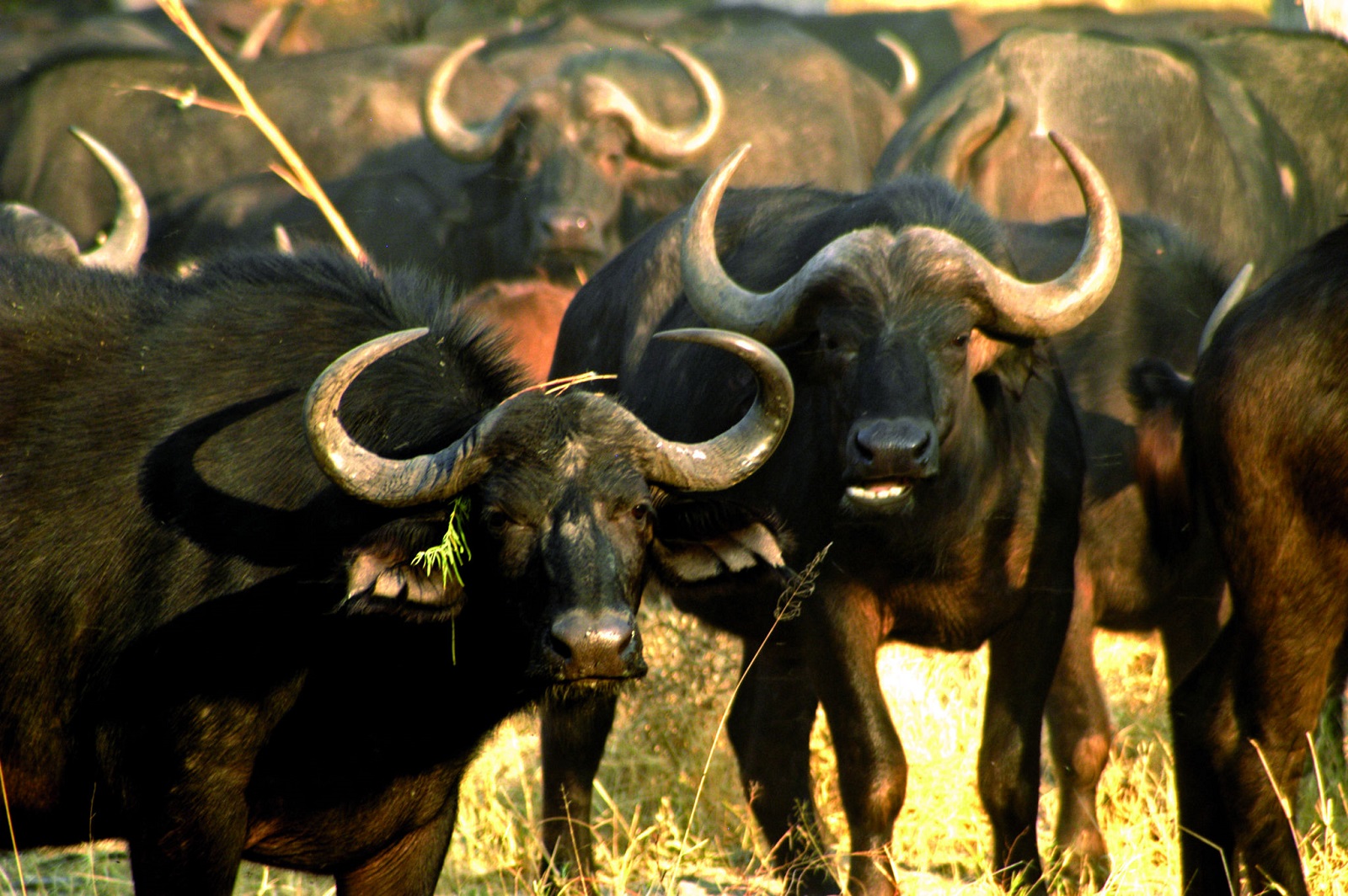 #TravelTuesday: Five Spellbinding Safari Hotspots