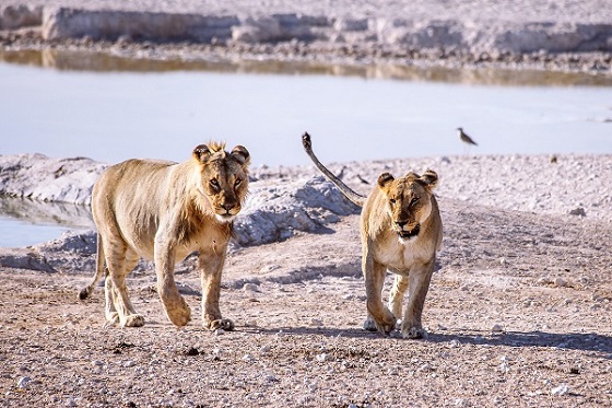 Africa Overland Safari