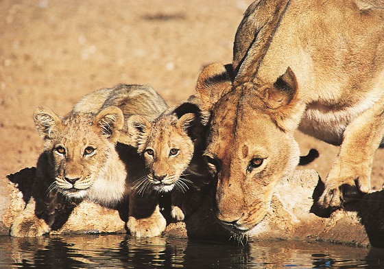 lionesscubs_1
