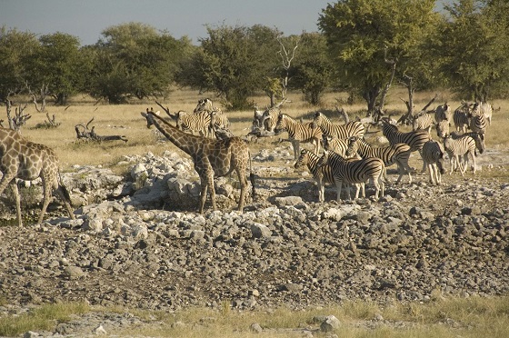 okaukeujo-camp-etosha-national-park-15