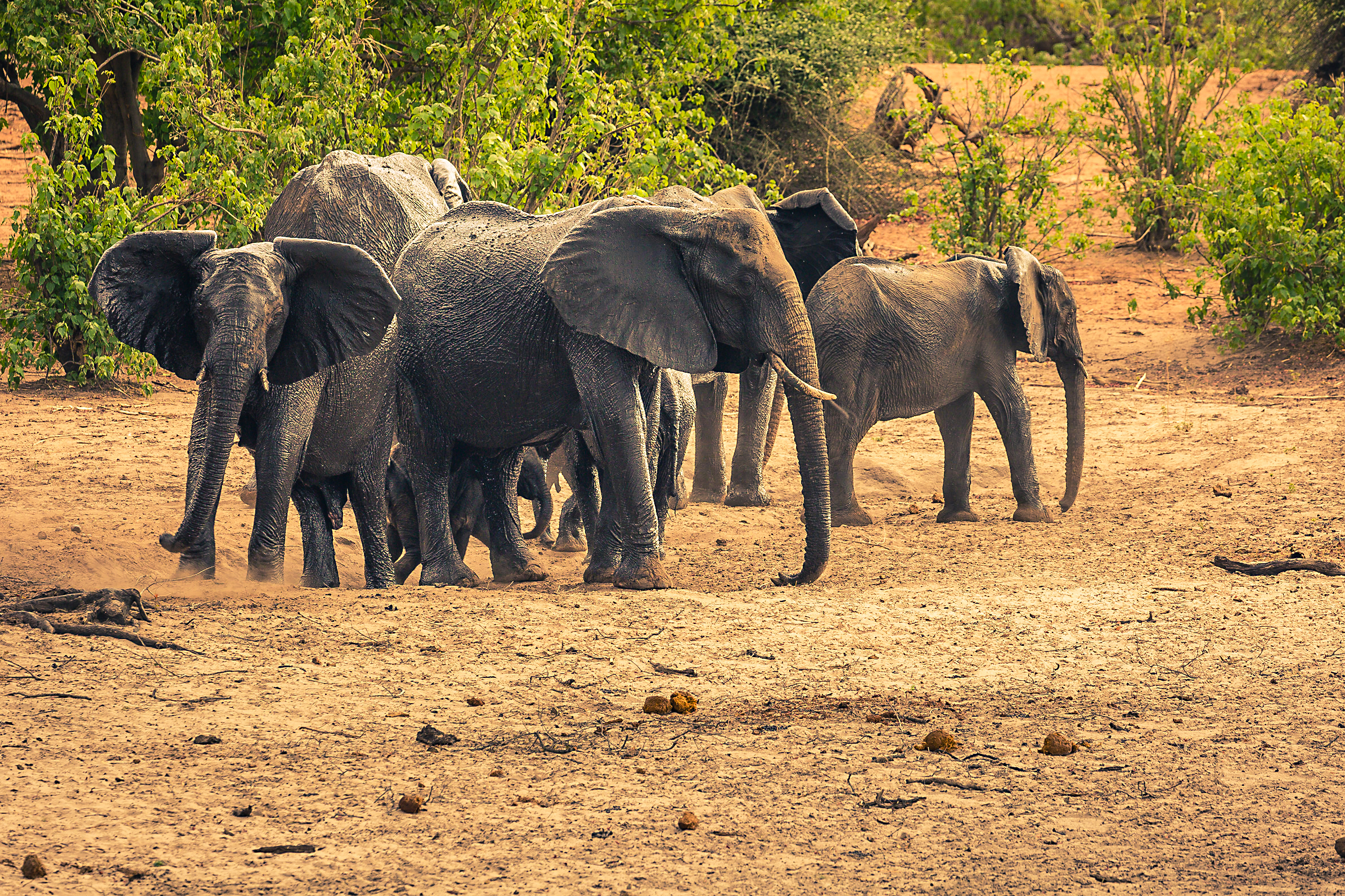 Exploring Chobe National Park!