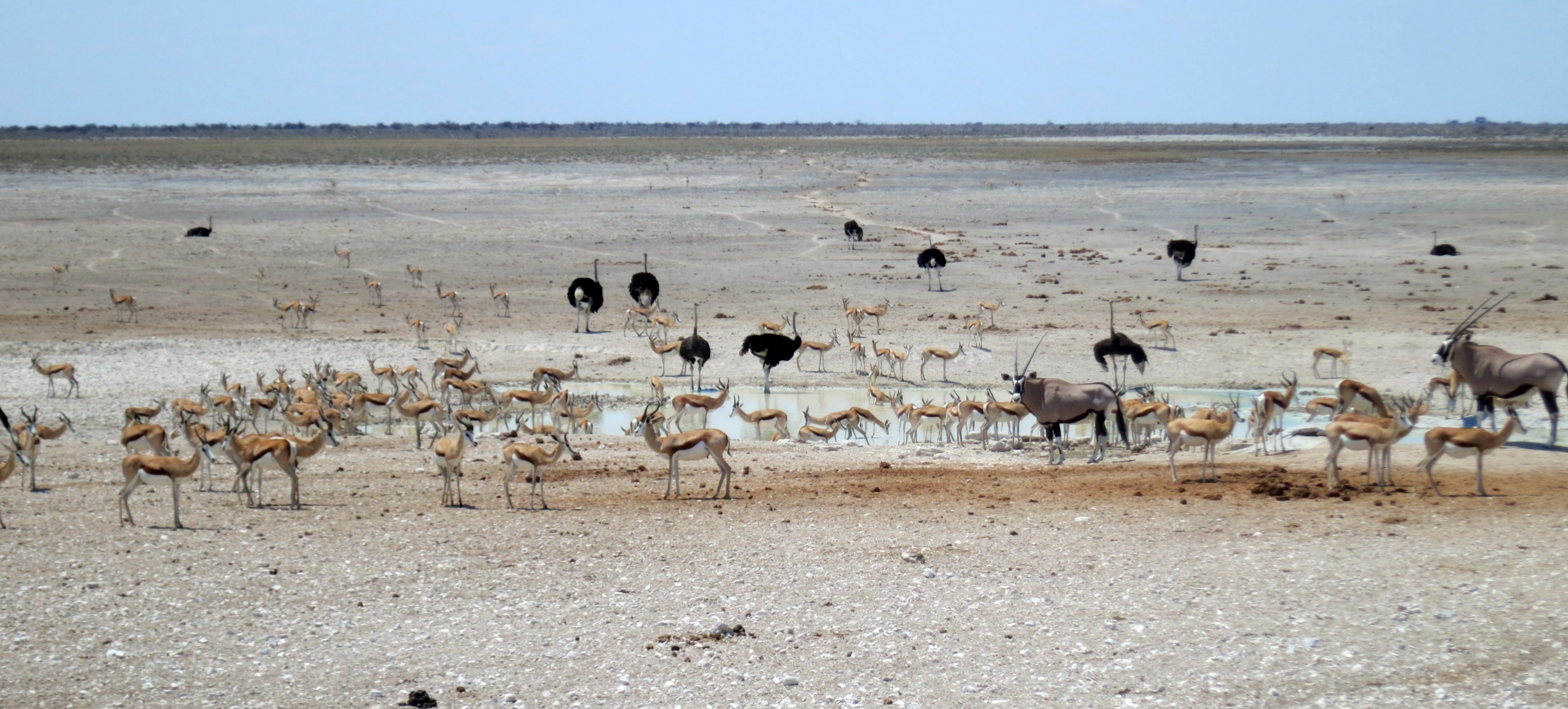 Experience Chills & Thrills at Etosha!