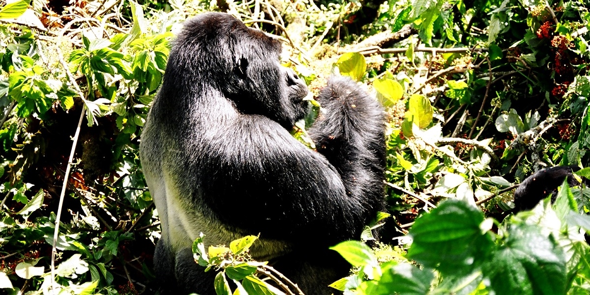 Uganda Set To Secure Top Spot For Gorilla Trekking After Rwanda Permit Increase