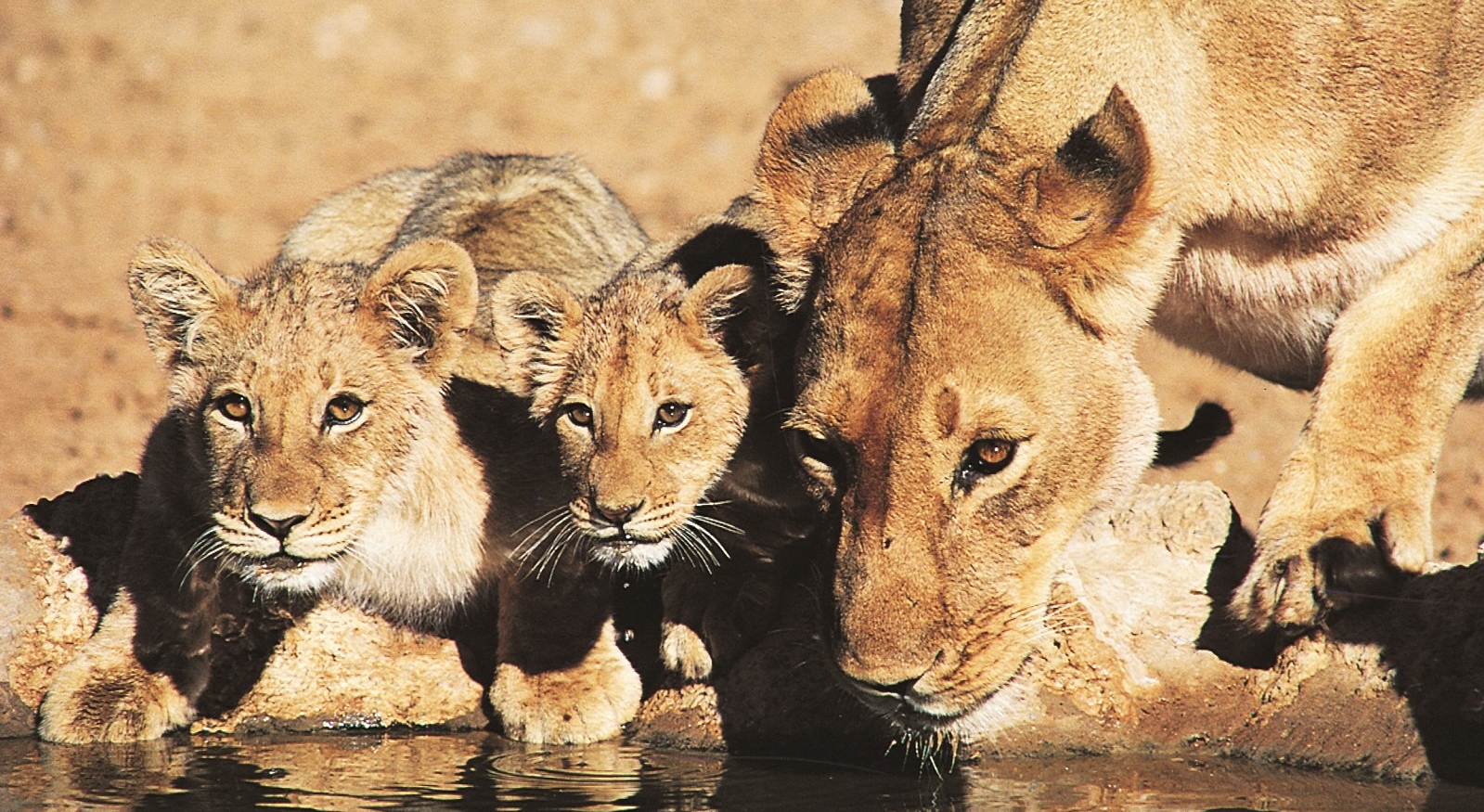 Walking Safaris That Will WOW!