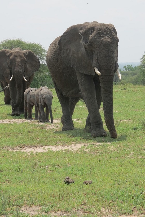 Image credit: WCS Tanzania Program