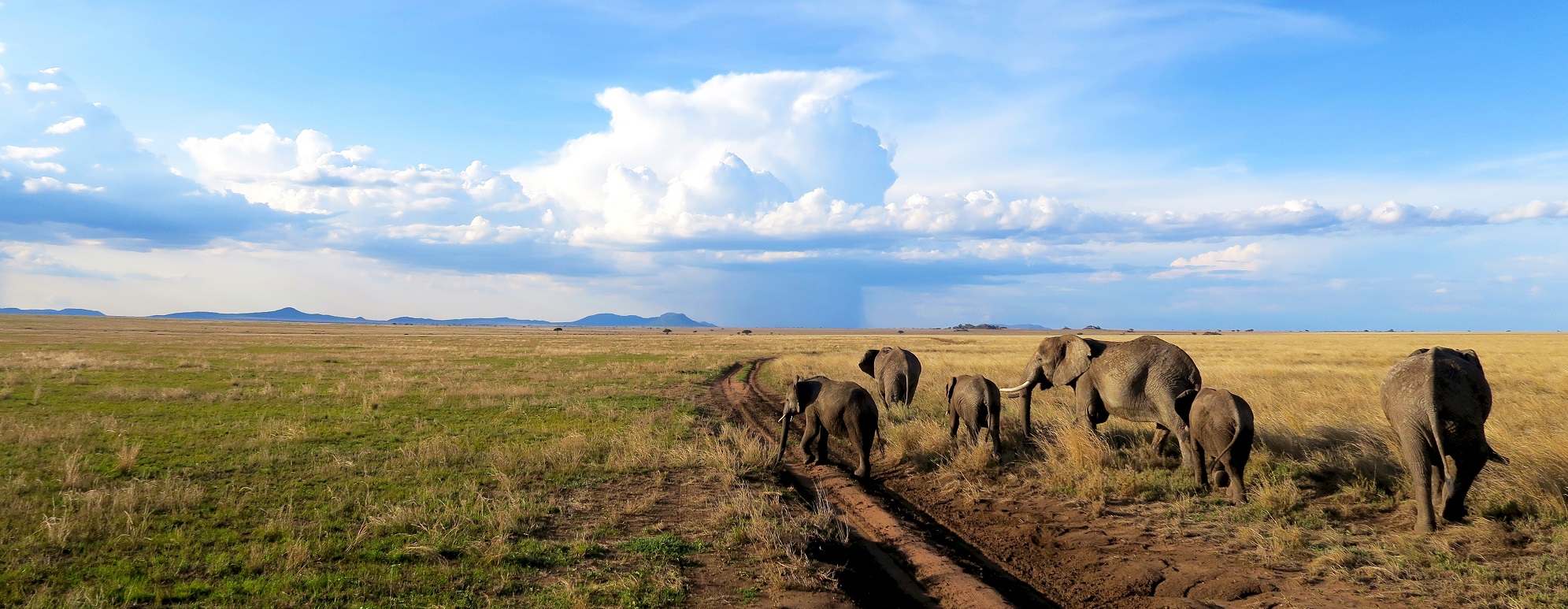 Luck Strikes Twice in Tanzania’s Tarangire National Park