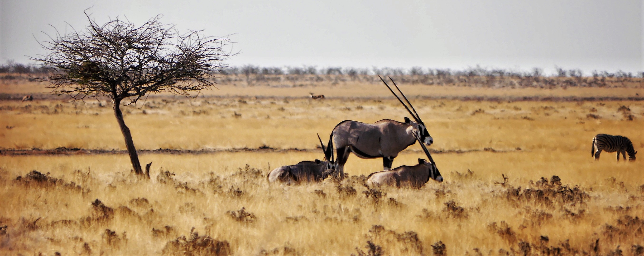 Game Drives in Etosha National Park