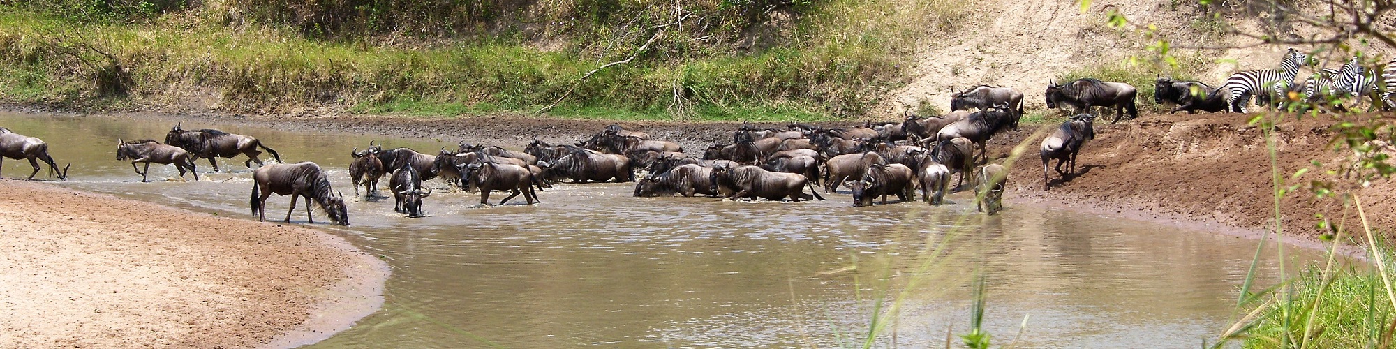 January Safari-bites